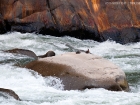 Sturzbachente / Torrent Duck
