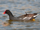 Teichhuhn / Common Moorhen