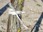 Plastic ribbon used in vineyards