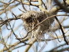 Nest of Golden Oriole / Pirol
