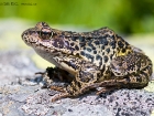 Grasfrosch / Common Frog