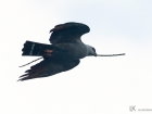 Plumbeous Kite