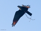 Plumbeous Kite