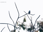 Plumbeous Kite