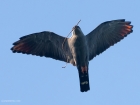 Plumbeous Kite