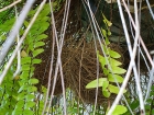 Spot-breasted Oriole nest