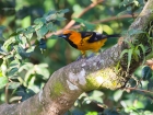 Spot-breasted Oriole