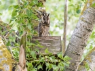 Waldohreule / Long-eared Owl Waldohreule / Long-eared Owl