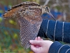 waldschnepfe_graz_09_2
