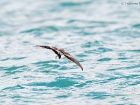 WeiÃŸgesicht-Sturmschwalbe / White-faced Stormpetrel