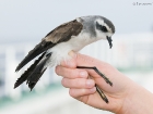 WeiÃŸgesicht-Sturmschwalbe / White-faced Stormpetrel