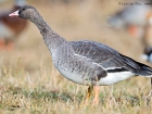 BlÃ¤ssgans / Greater White-fronted Goose