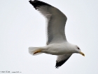 MittelmeermÃ¶we / Yellow-legged Gull
