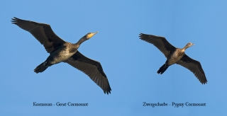 vergleich-silhouetten