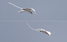 White-tailed Tropicbird / Weißschwanz-Tropikvogel