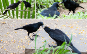 Scrub Blackbird feeding Giant Cowbird