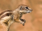 Atlashörnchen / Barbary Ground Squirrel Atlashörnchen / Barbary Ground Squirrel