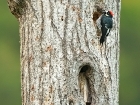 Acorn Woodpecker Acorn Woodpecker