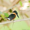 American Pygmy Kingfisher American Pygmy Kingfisher