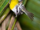 Bananaquit Bananaquit