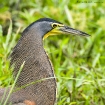 Bare-throated Tiger Heron Bare-throated Tiger Heron