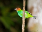 Bay-headed Tanager Bay-headed Tanager