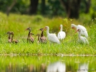 Black-bellied Whistling Duck Black-bellied Whistling Duck