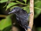Black-hooded Antshrike Black-hooded Antshrike