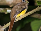 Black-throated Trogon Black-throated Trogon