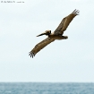 Brown Pelican Brown Pelican