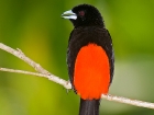 Cherrie\'s Tanager Cherrie\'s Tanager