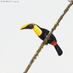 Chestnut-mandibled Toucan Chestnut-mandibled Toucan