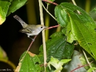 Chestnut-sided Warbler Chestnut-sided Warbler