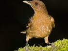 Clay-colored Robin Clay-colored Robin