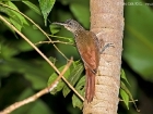 Cocoa Woodcreeper Cocoa Woodcreeper