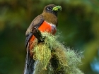 Collared Trogon Collared Trogon