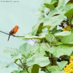 Flame-colored Tanager Flame-colored Tanager