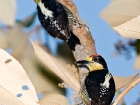 Golden-naped Woodpecker Golden-naped Woodpecker