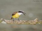 Great Kiskadee Great Kiskadee