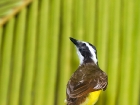 Great Kiskadee Great Kiskadee