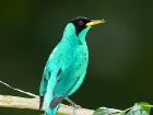 Green Honeycreeper Green Honeycreeper