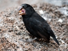 Großgrundfink / Large Ground Finch Großgrundfink / Large Ground Finch