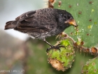 Kaktus-Grundfink / Common Cactus Finch Kaktus-Grundfink / Common Cactus Finch