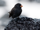 Klein Grundfink / Small Ground Finch Klein Grundfink / Small Ground Finch