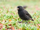 Klein Grundfink / Small Ground Finch Klein Grundfink / Small Ground Finch