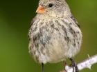 Klein Grundfink / Small Ground Finch Klein Grundfink / Small Ground Finch