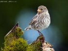 Klein Grundfink / Small Ground Finch Klein Grundfink / Small Ground Finch