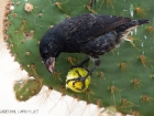 Opuntiengrundfink / Large Cactus Finch Opuntiengrundfink / Large Cactus Finch