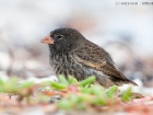 Spitzschnabel Grundfink / Sharp-beaked Ground Finch Spitzschnabel Grundfink / Sharp-beaked Ground Finch
