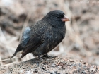 Spitzschnabel Grundfink / Sharp-beaked Ground Finch Spitzschnabel Grundfink / Sharp-beaked Ground Finch